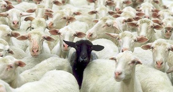 Carneirinho de rebanho ou ovelha negra – o que&nbsp;és?